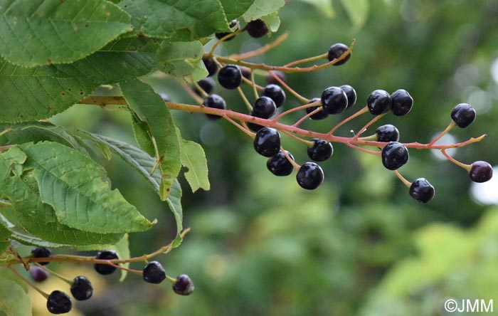 Prunus padus