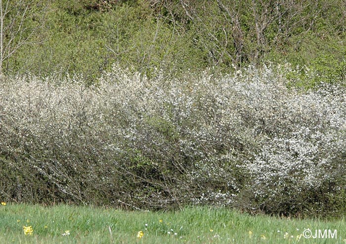 Prunus spinosa