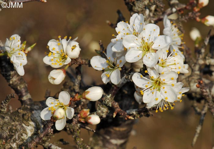 Prunus spinosa