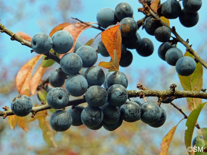 Prunus spinosa