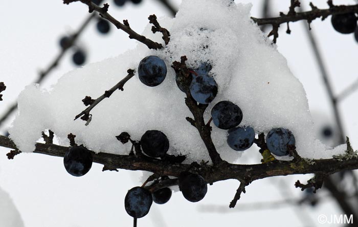 Prunus spinosa