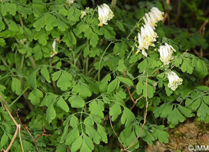 Pseudofumaria alba