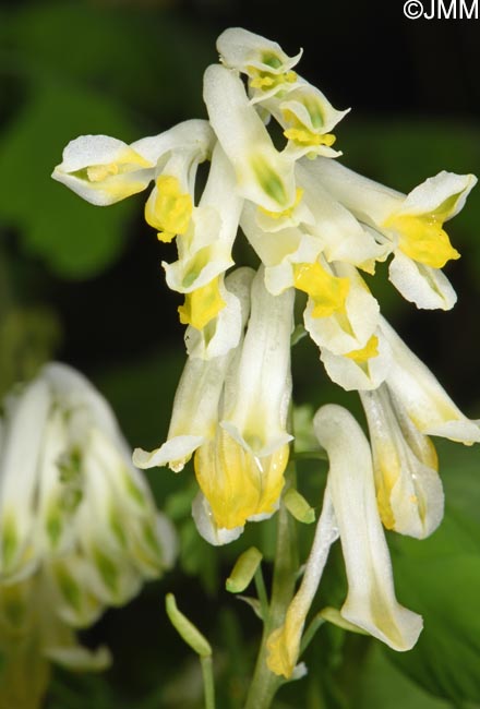 Pseudofumaria alba
