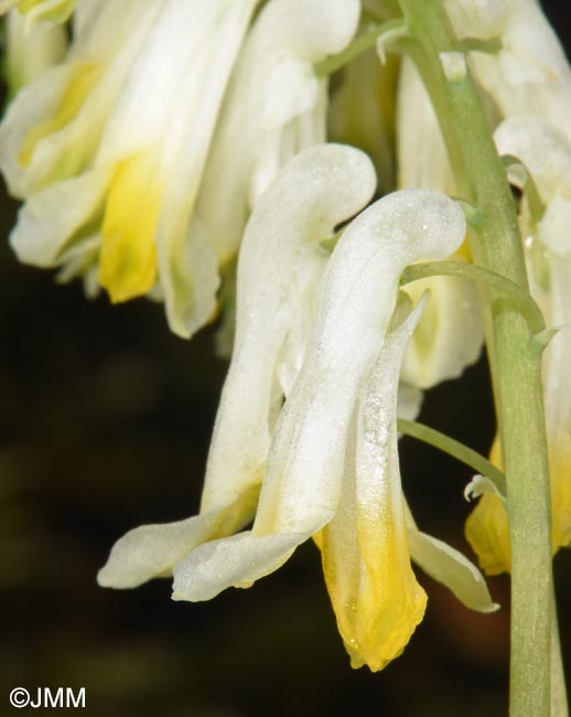 Pseudofumaria alba