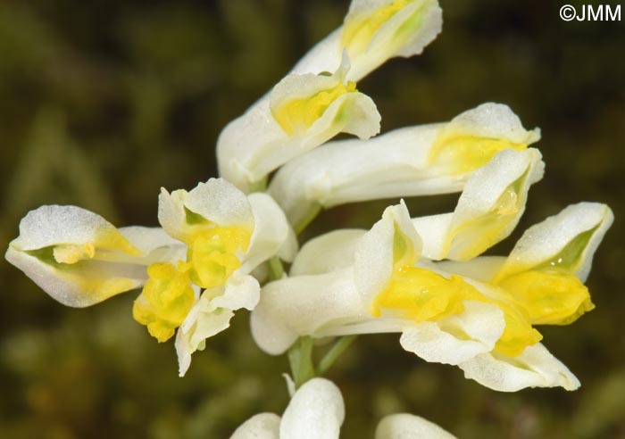 Pseudofumaria alba