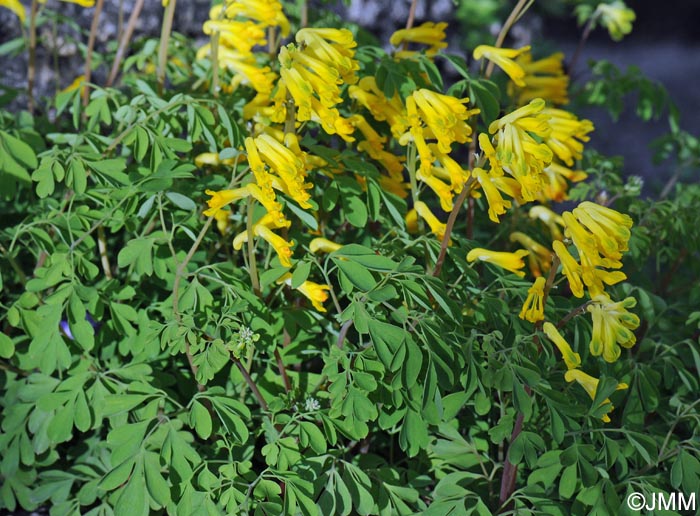 Pseudofumaria lutea = Corydalis lutea