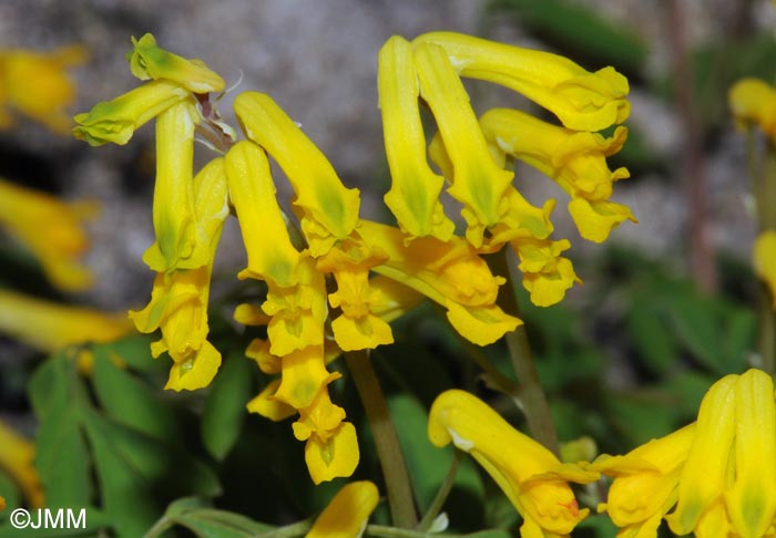 Pseudofumaria lutea = Corydalis lutea