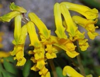 Pseudofumaria lutea