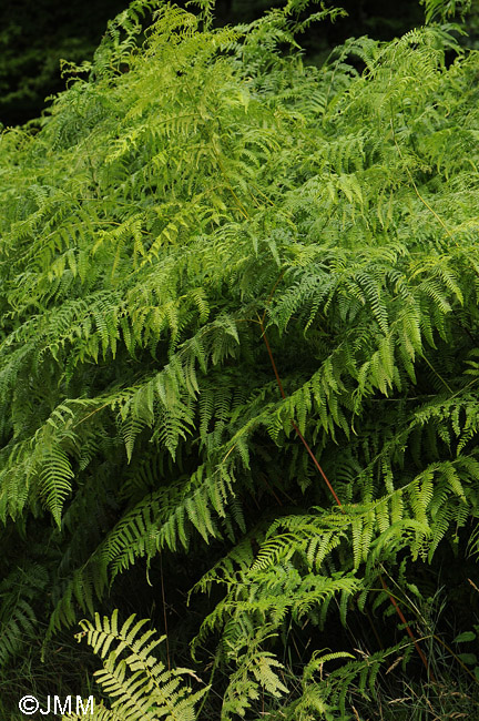 Pteridium aquilinum