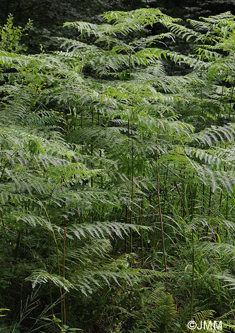 Pteridium aquilinum