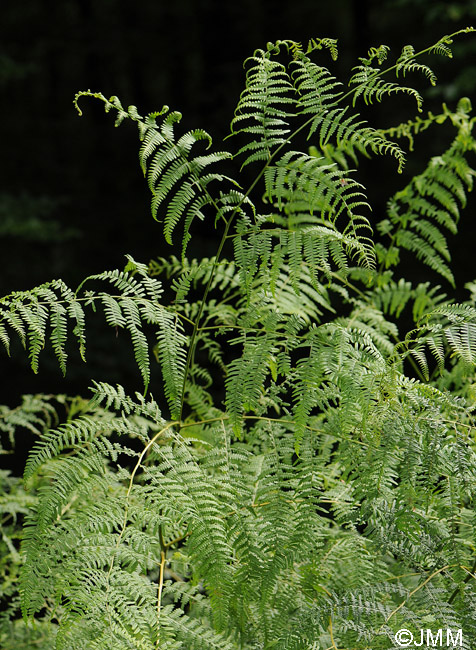 Pteridium aquilinum