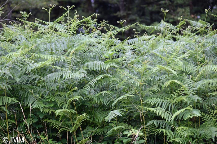 Pteridium aquilinum