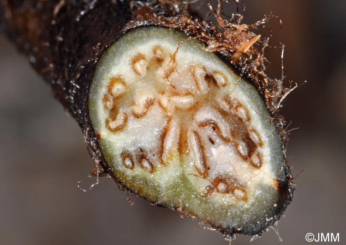 Pteridium aquilinum : section de la base de la tige