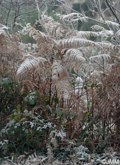 Pteridium aquilinum