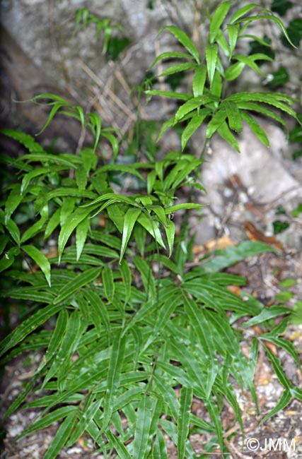 Pteris cretica