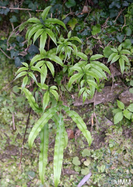 Pteris cretica