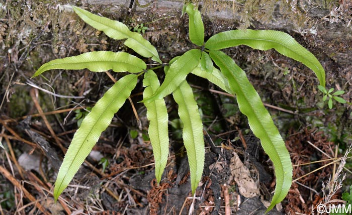 Pteris cretica