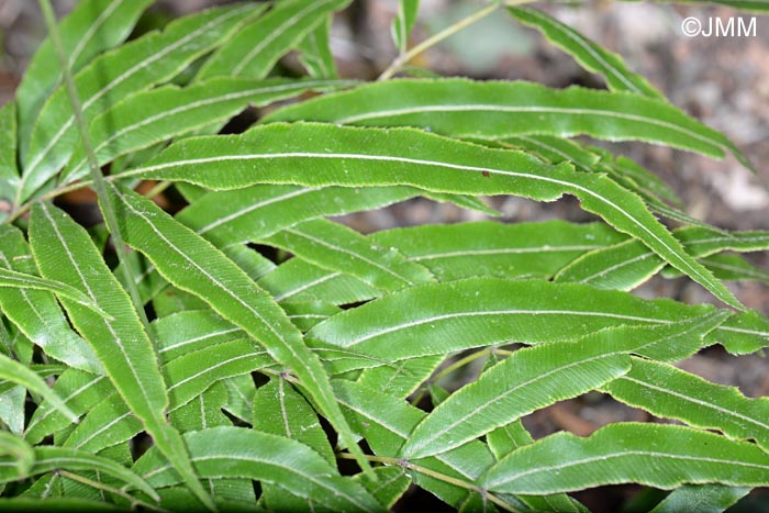 Pteris cretica