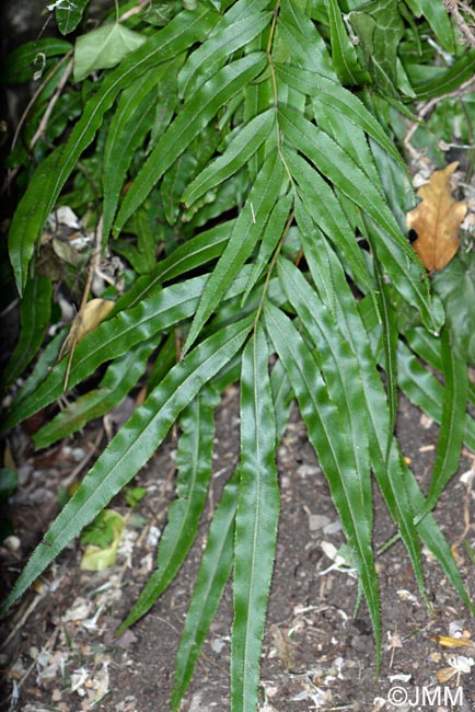 Pteris cretica