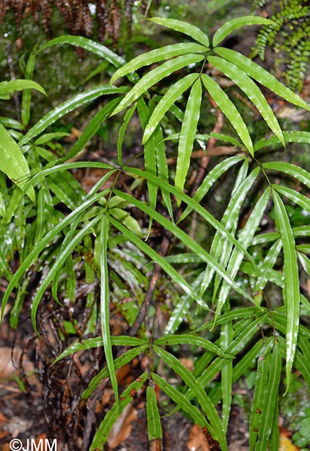 Pteris cretica