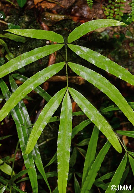 Pteris cretica