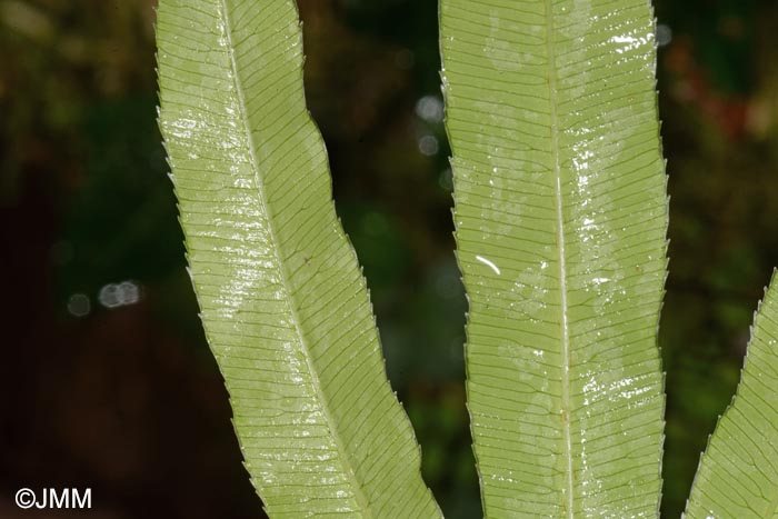 Pteris cretica