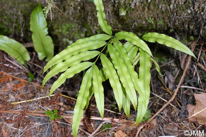 Pteris cretica