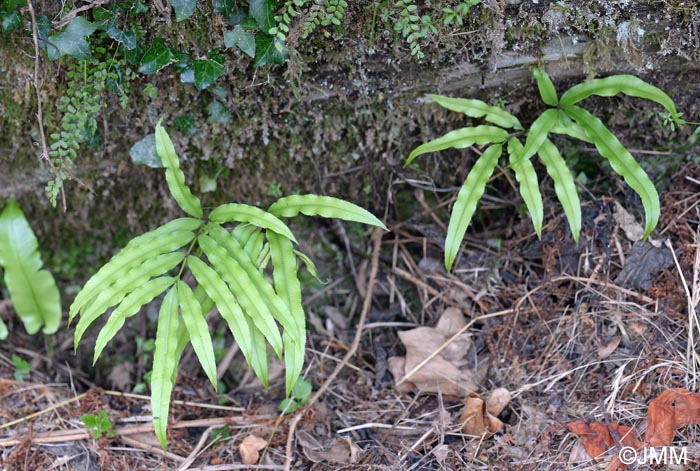 Pteris cretica