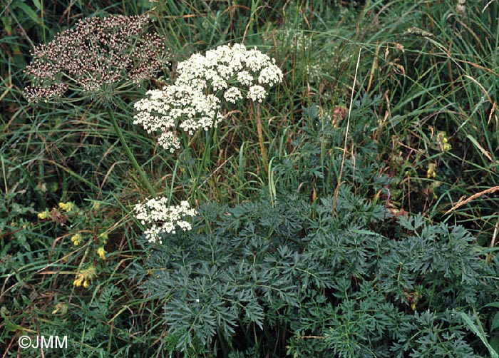 Pteroselinum austriacum = Peucedanum austriacum