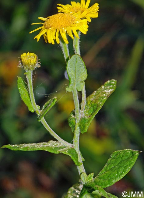 Pulicaria dysenterica