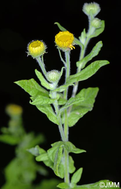 Pulicaria dysenterica