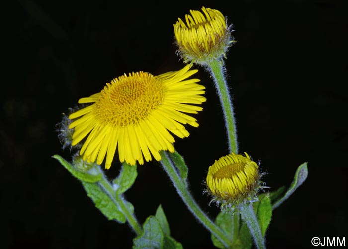 Pulicaria dysenterica