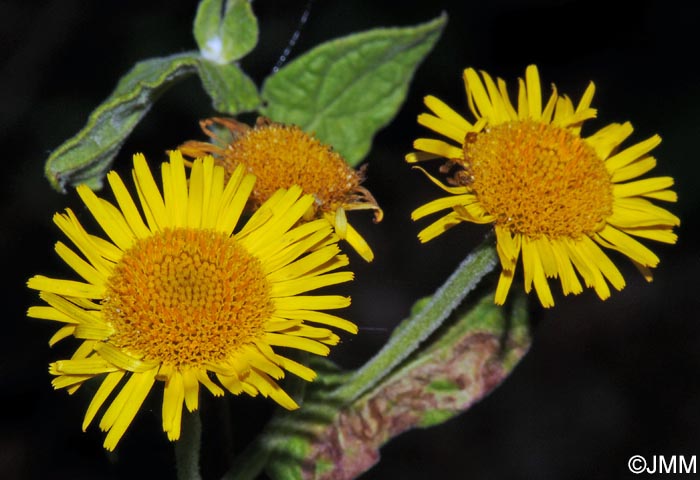 Pulicaria dysenterica