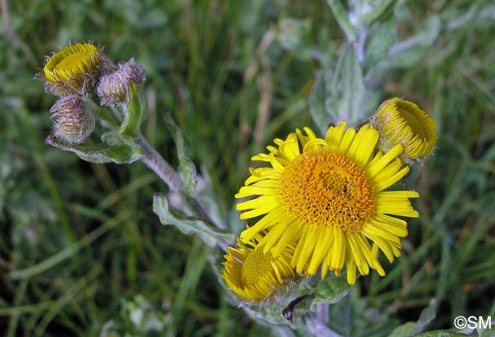 Pulicaria dysenterica