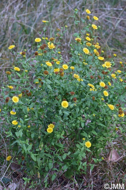 Pulicaria dysenterica