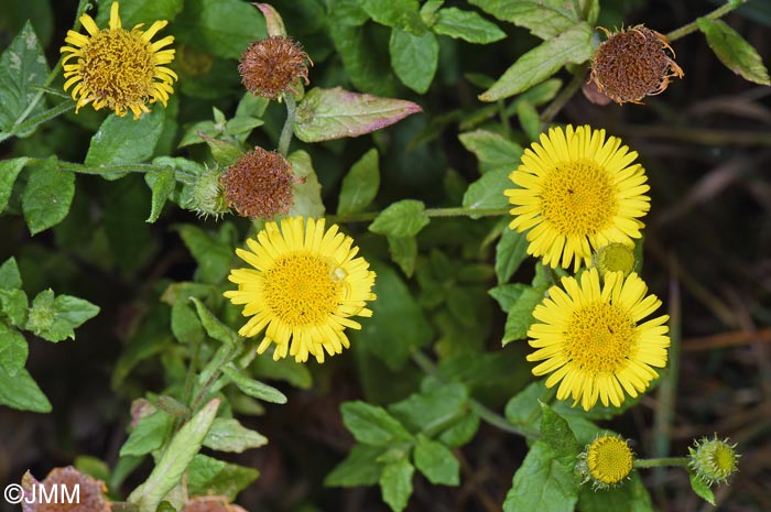 Pulicaria dysenterica