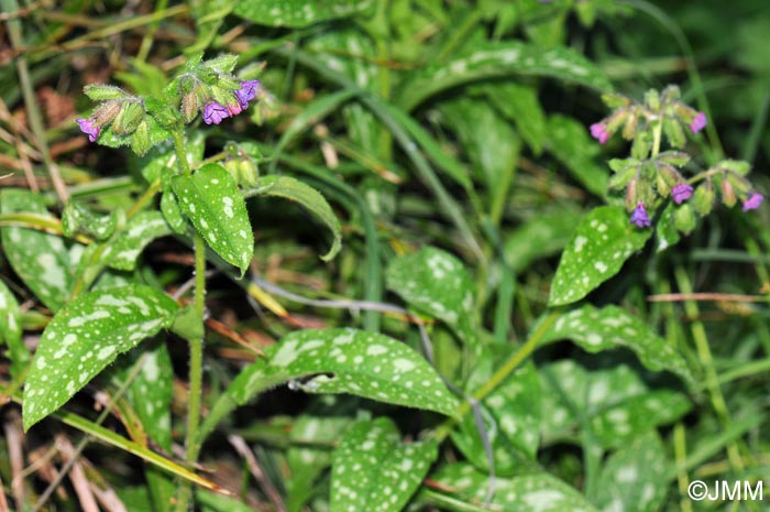 Pulmonaria affinis