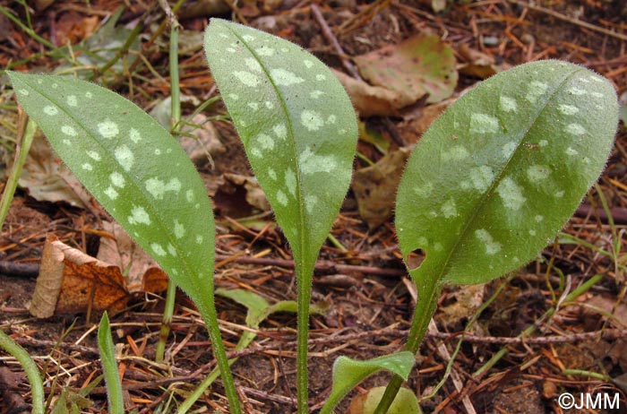 Pulmonaria affinis