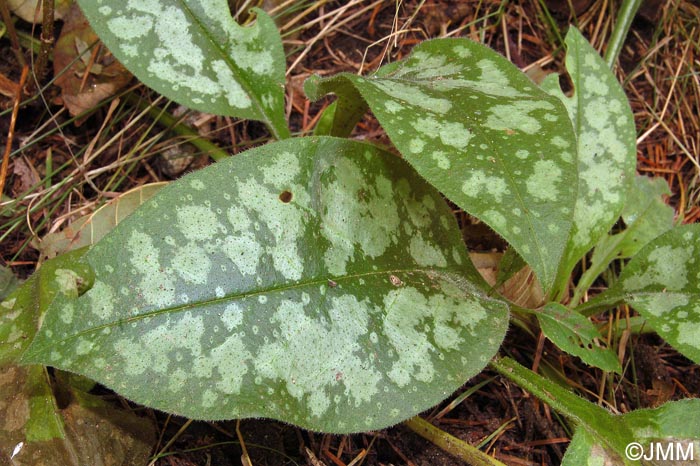 Pulmonaria affinis