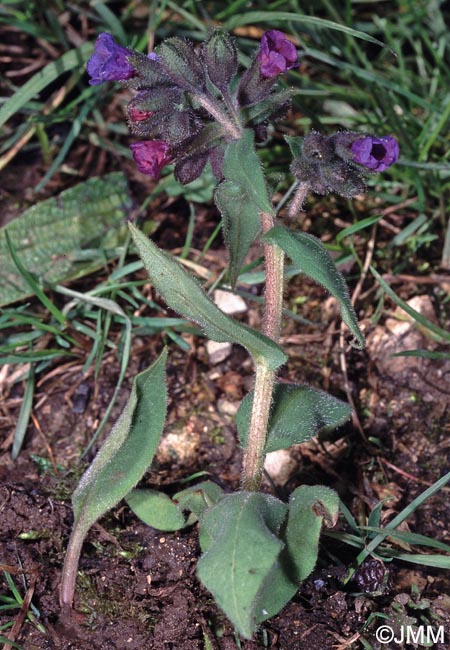 Pulmonaria montana