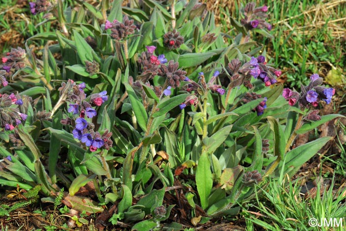 Pulmonaria montana