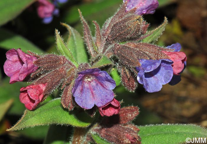 Pulmonaria montana