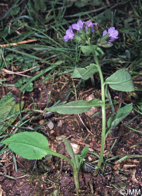 Pulmonaria obscura