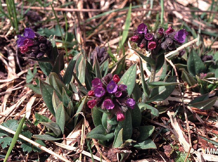 Pulmonaria officinalis