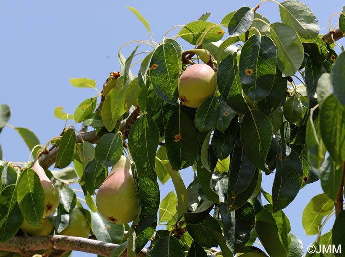 Pyrus communis