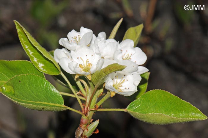 Pyrus communis