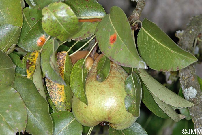 Pyrus communis avec Rouille grillage du poirier