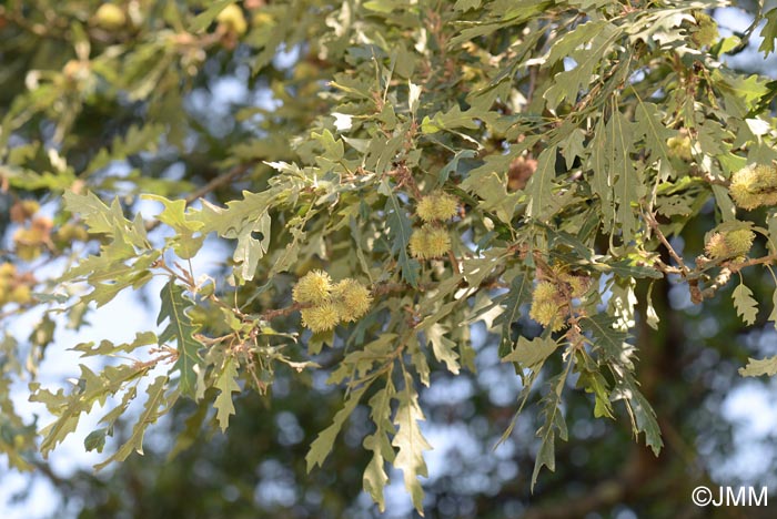 Quercus cerris