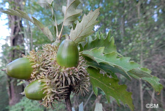 Quercus cerris