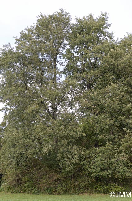 Quercus cerris